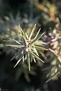 Leaves, Tlemcen. Algeria
