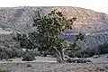 Tlemcen, Algeria