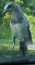 Juvenile beginning to develop blue coloration on its head