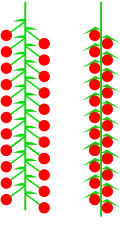 Catkin