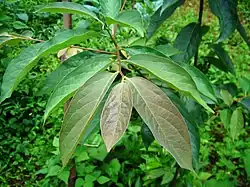 Leaves