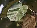 Leaves in Kolkata, West Bengal, India.