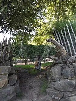 Kangaroo compound