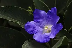 Karvi Flower