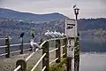 Black headed gulls at lake Orestiada