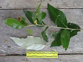 Leaf detail