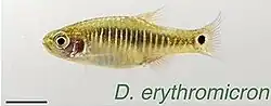 Several male and female D. erythromicron in an aquarium