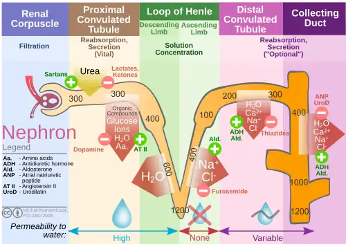 Diagram of physiological functions of nephron, including the loop of Henle.