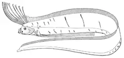 Giant oarfish Regalecus glesne