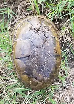 Carapace, Texas