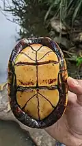 Plastron, in Belize