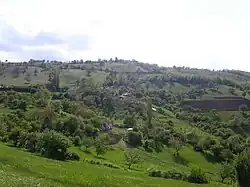 Grazing cattle