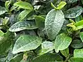 Green tea leaves