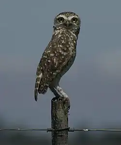 Southern burrowing owl (A. c. cunicularia), Uruguay.