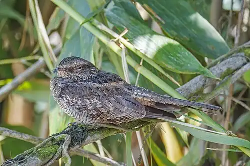 in the Amazon, Ecuador