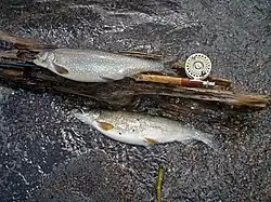 Lake trout, Yellowstone Lake