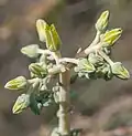 Yellow flowers with green sepals