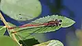 Image 33Large red damselfly in Swinley Forest, Berkshire (from Portal:Berkshire/Selected pictures)
