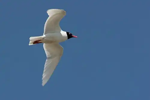 breeding plumage, Ukraine