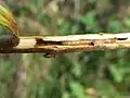 S. spuleri larva in twig of Ulmus laevis