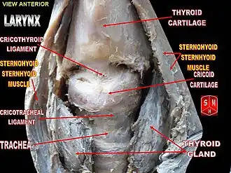 Trachea