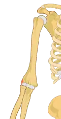Right lateral epicondyle colored in red