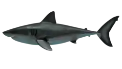 Restoration of megaldodon
