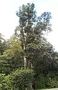 Pukatea in a forested area