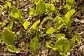 Leaves