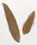Leaves from Botany Bay used as tea by Mary Bryant (1791)