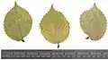 Dried long-shoot leaves of young 'Lutescens' (August)[6]