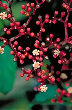 Flowers and buds