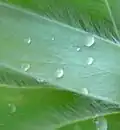 The silver leaf colour is due to their soft velvety hair