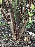 Base of a cultivated plant showing hollow stems of various ages, Paxton, Scottish Borders