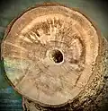 Sawn and polished section of a (dead) woody basal trunk. (True wood, not usual bamboo-like fistular stems of top growth)