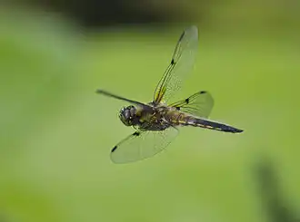 In flight
