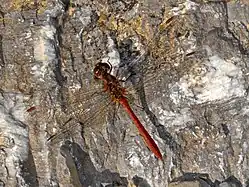 Sympetrum meridionale
