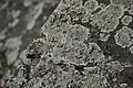Lecanora cf. muralis lichen on the banks of the Bega canal in Timișoara