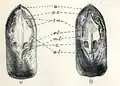 Lingula anatina: interior of the valve showing muscle scars; V. peduncle valve D. brachial valve