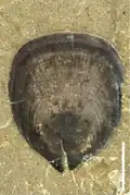 Lingulella sp. from the Linyi Lagerstätte