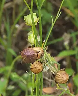 Capsules