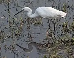 Little egret, Egretta garzetta