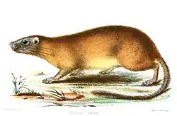 Drawing of brown spiny rat