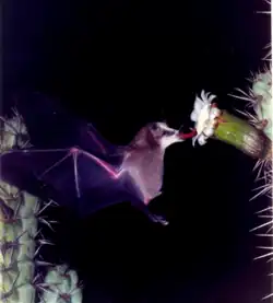 Brown bat