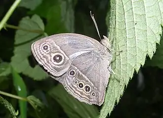 Ventral view