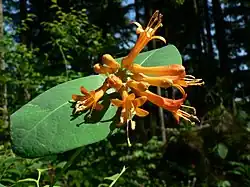 L. ciliosa