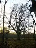 Lõpre oak