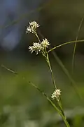 Flowers.