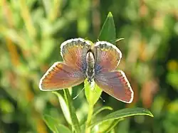 Female, upperside