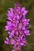Flowers in Lower Saxony, Germany